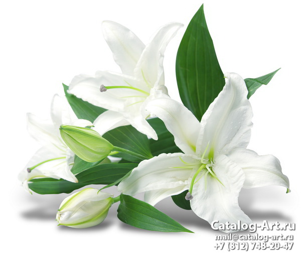 White lilies 1